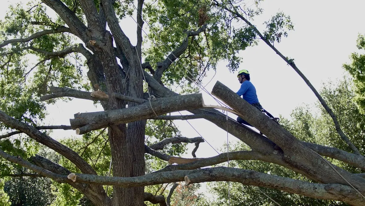 Professional Crown Thinning performed by certified arborists in Schaller
